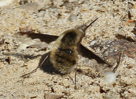 Bombylius major